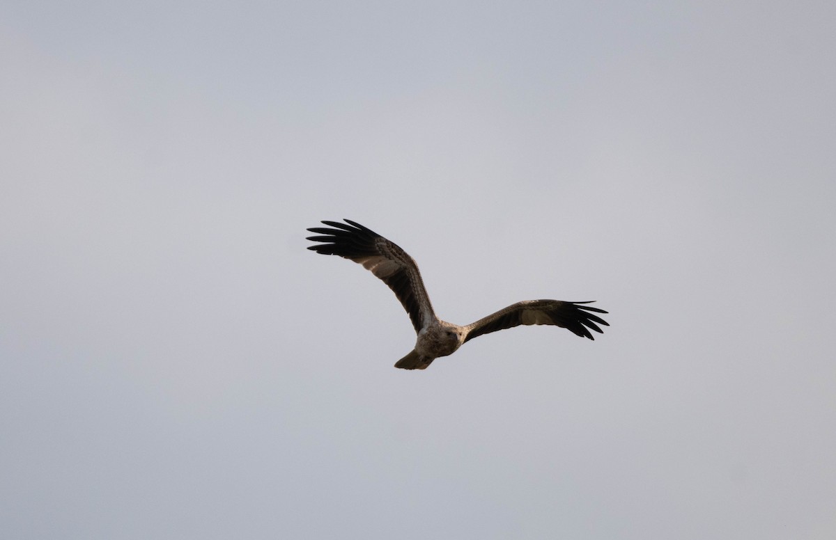 Whistling Kite - ML619612084