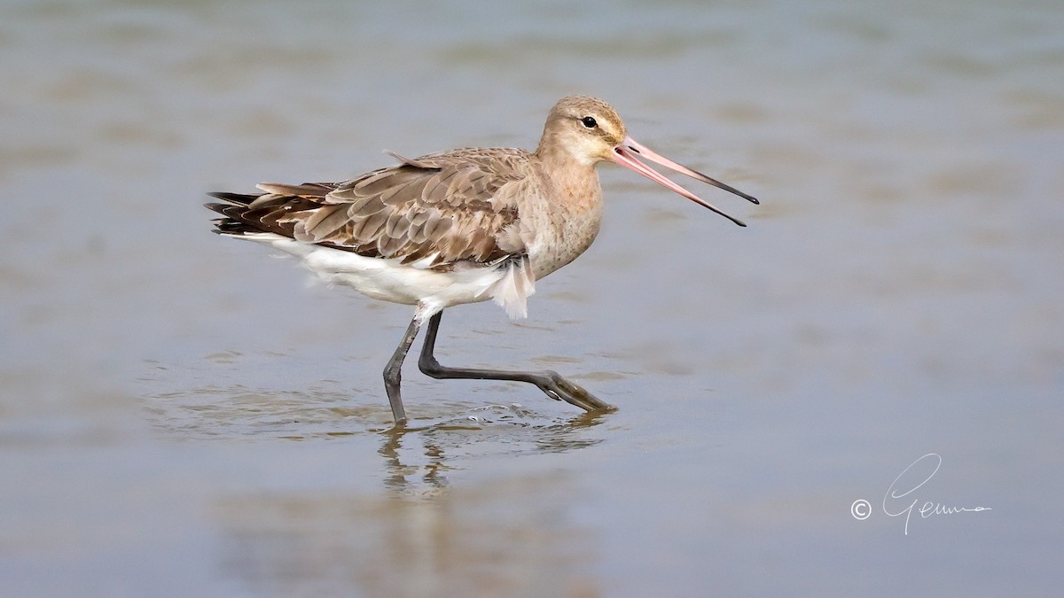 Black-tailed Godwit - ML619612085