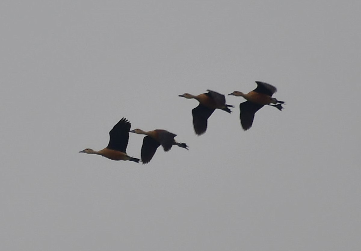 Ruddy Shelduck - ML619612087