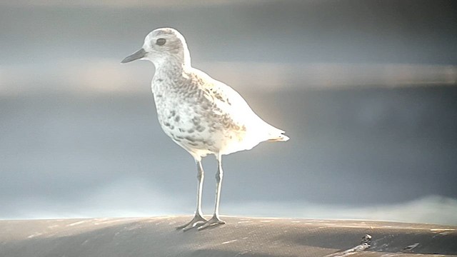 Black-bellied Plover - ML619612088