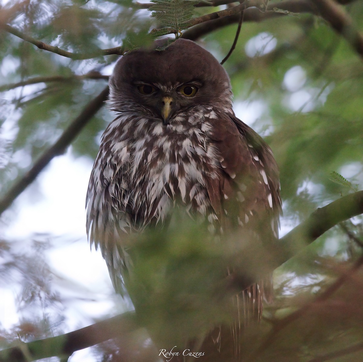 owl sp. - Robyn Cuzens