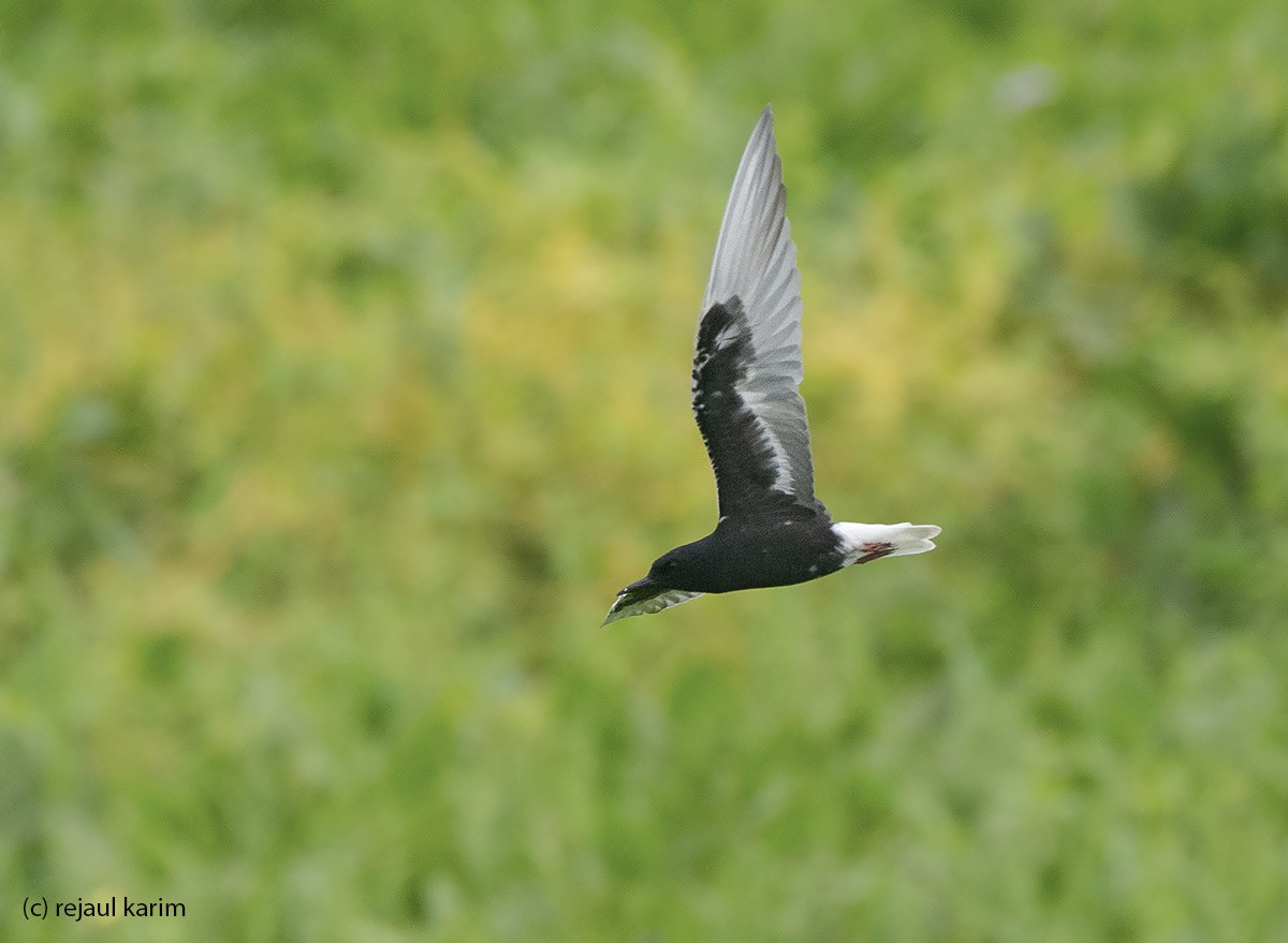 White-winged Tern - ML619612092