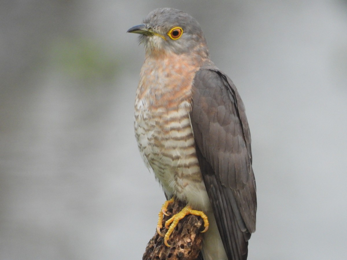 Common Hawk-Cuckoo - Shainaz Jussa