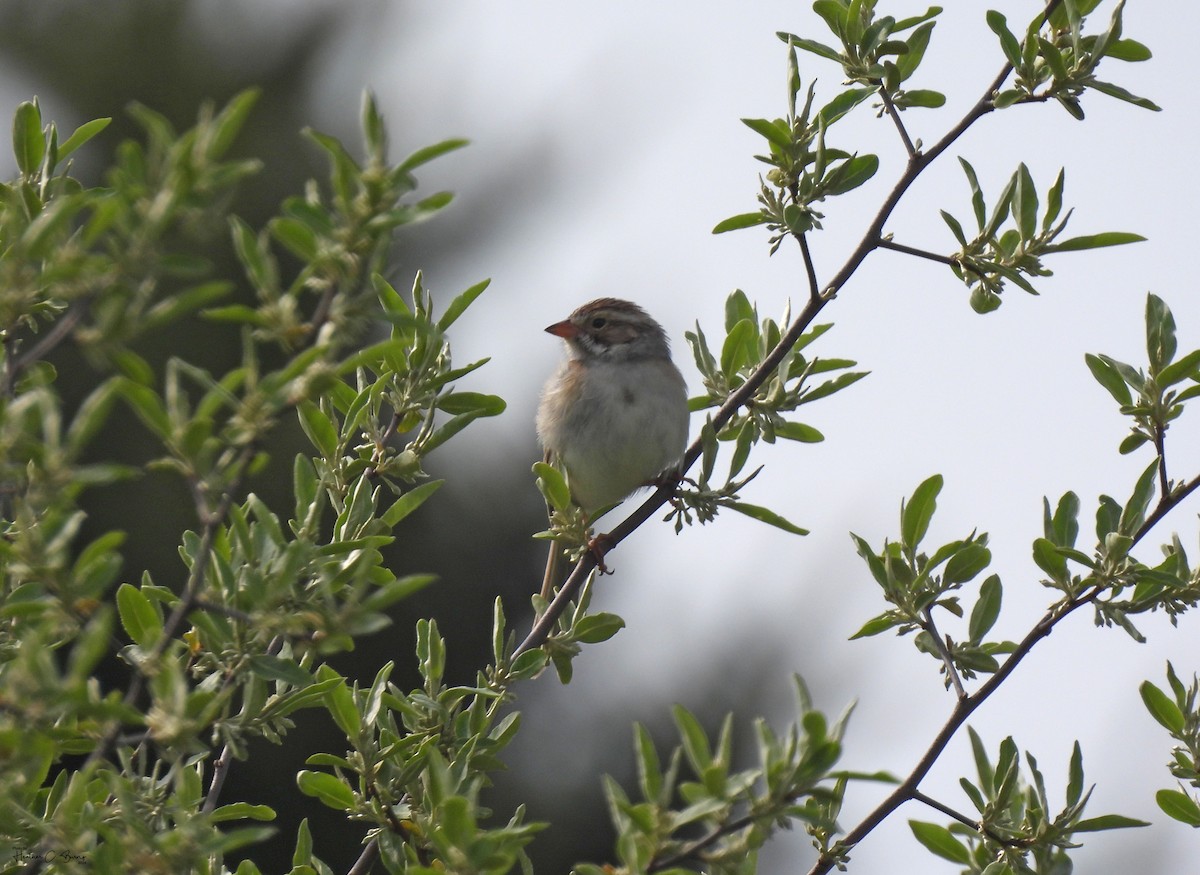 Clay-colored Sparrow - ML619612105