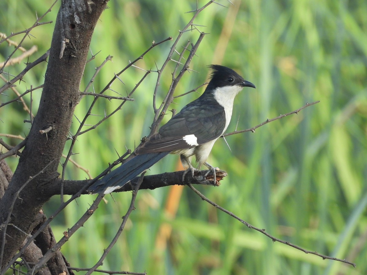 Pied Cuckoo - Shainaz Jussa