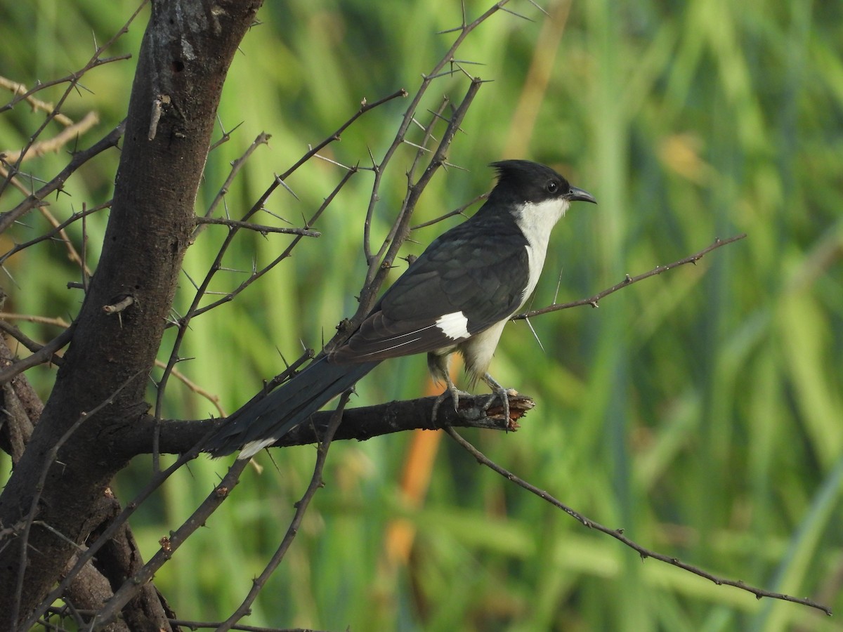 Pied Cuckoo - Shainaz Jussa