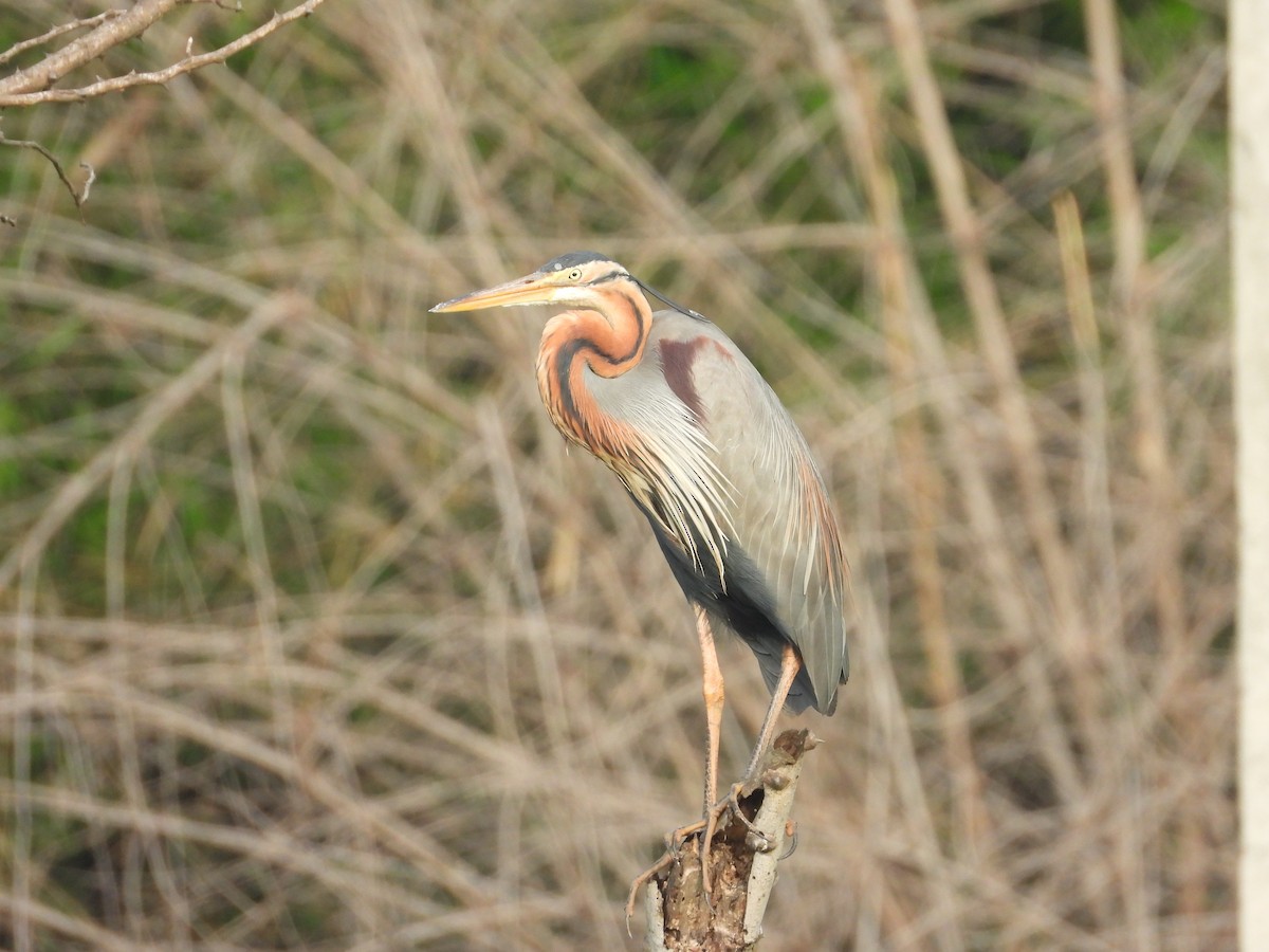 Purple Heron - ML619612111