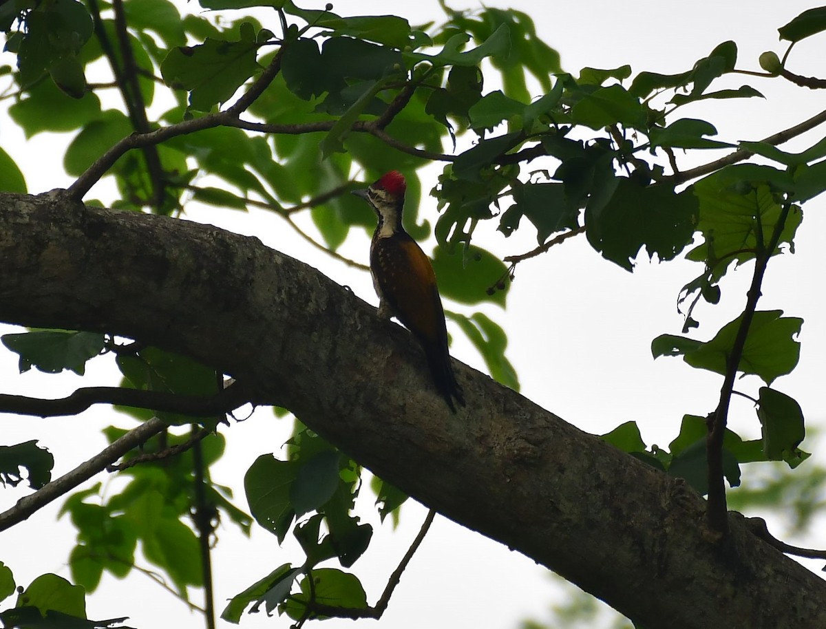 Black-rumped Flameback - sabyasachi jena