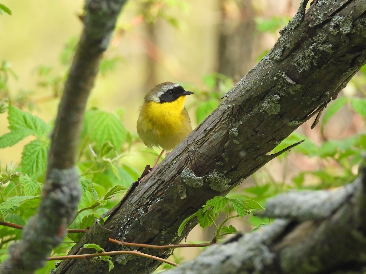 Common Yellowthroat - ML619612115