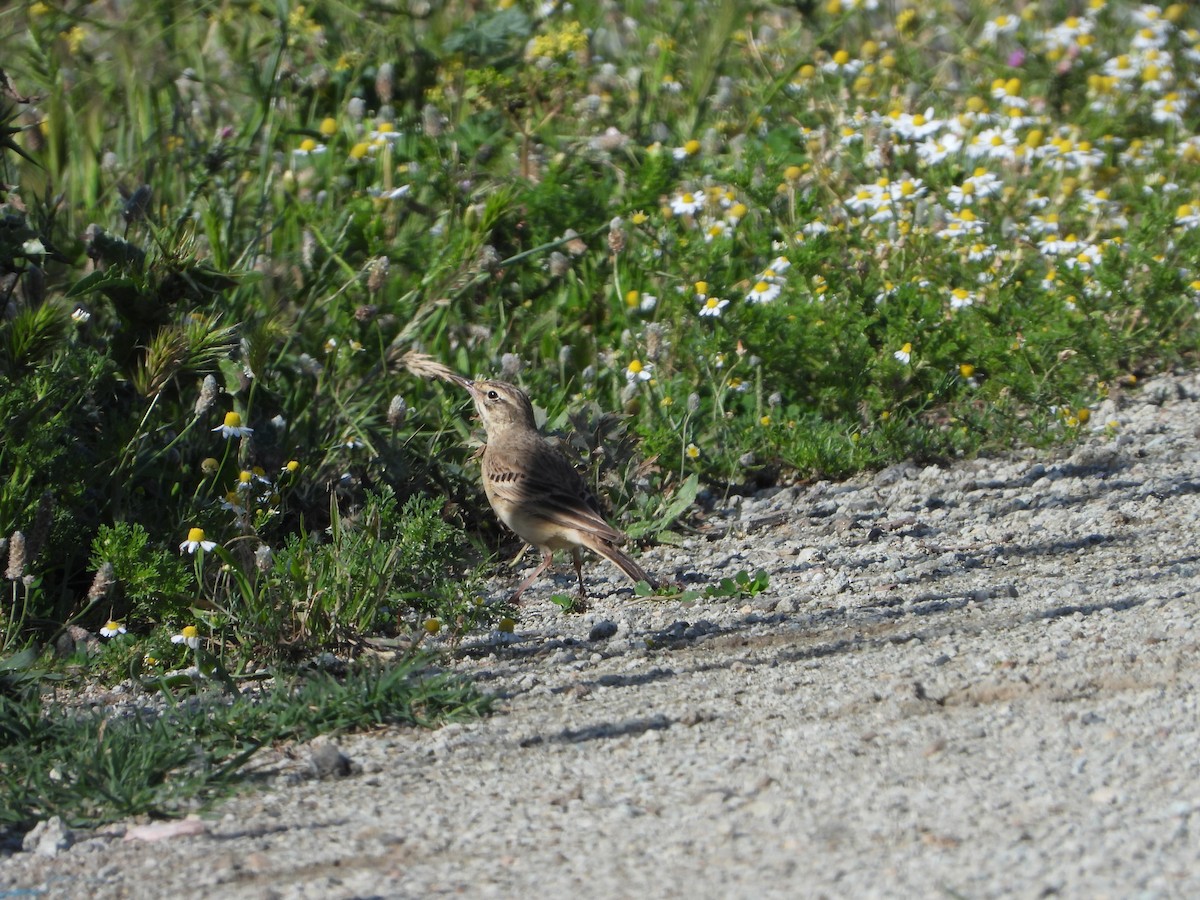 Tawny Pipit - Elena Baonza Díaz