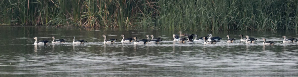 Knob-billed Duck - ML619612119