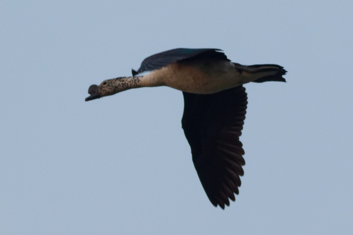 Knob-billed Duck - ML619612120