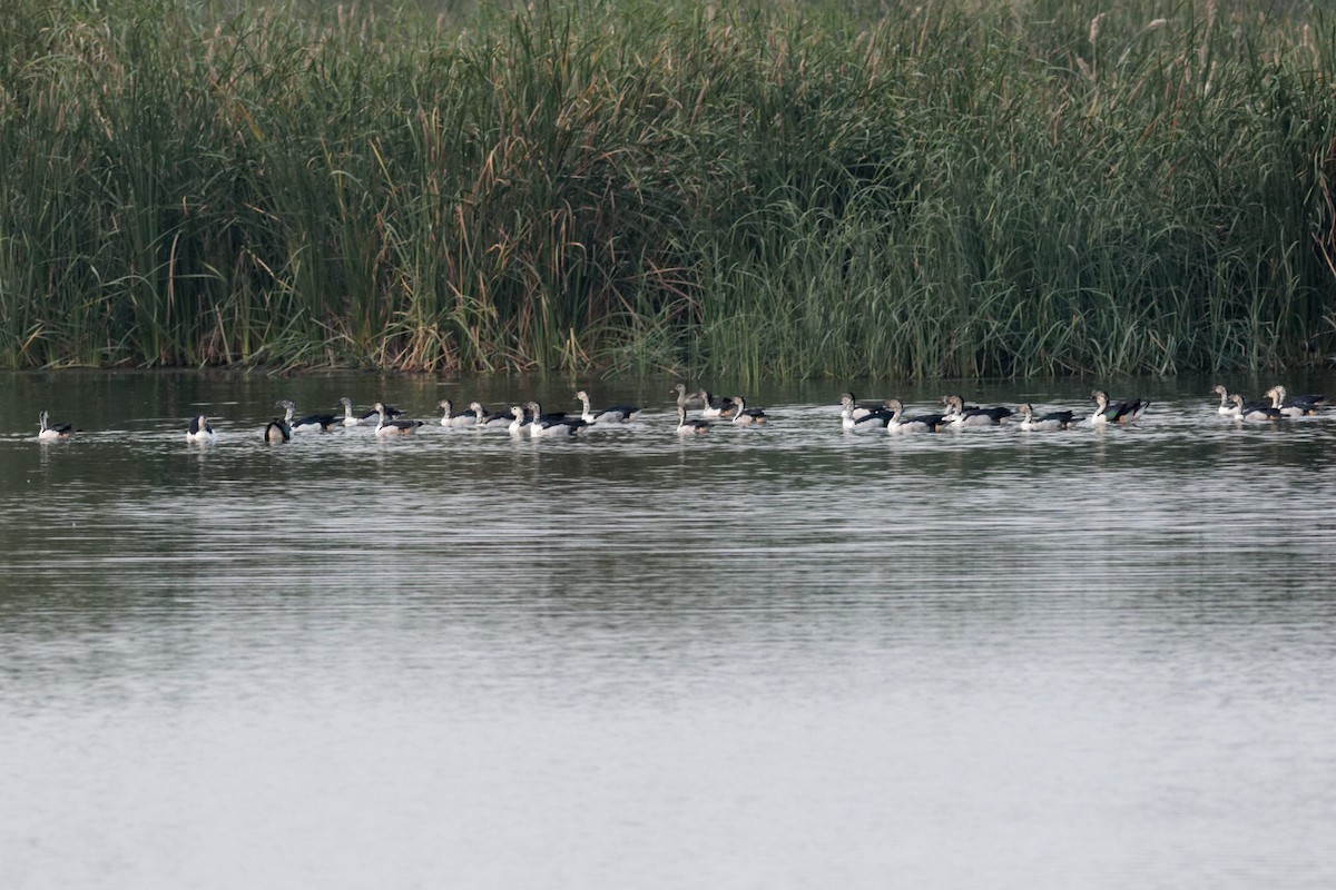 Knob-billed Duck - ML619612121