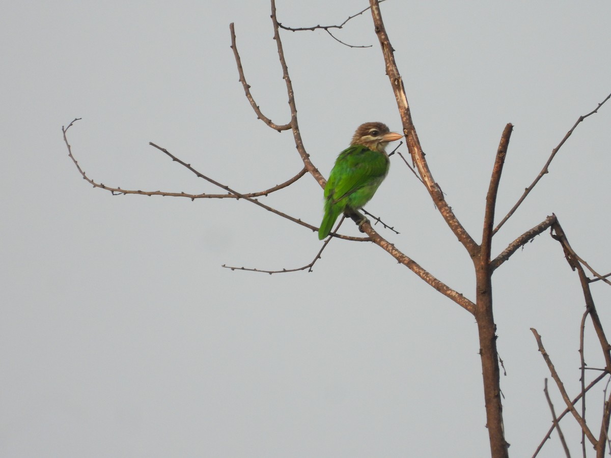 White-cheeked Barbet - Shainaz Jussa