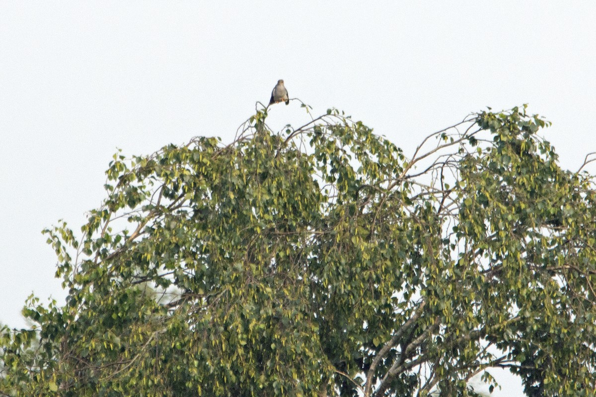 Common Cuckoo - Letty Roedolf Groenenboom