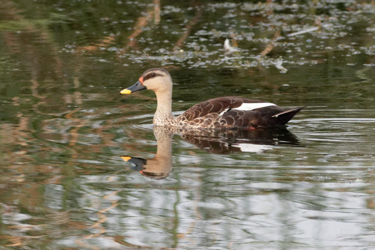 Indian Spot-billed Duck - Able Lawrence