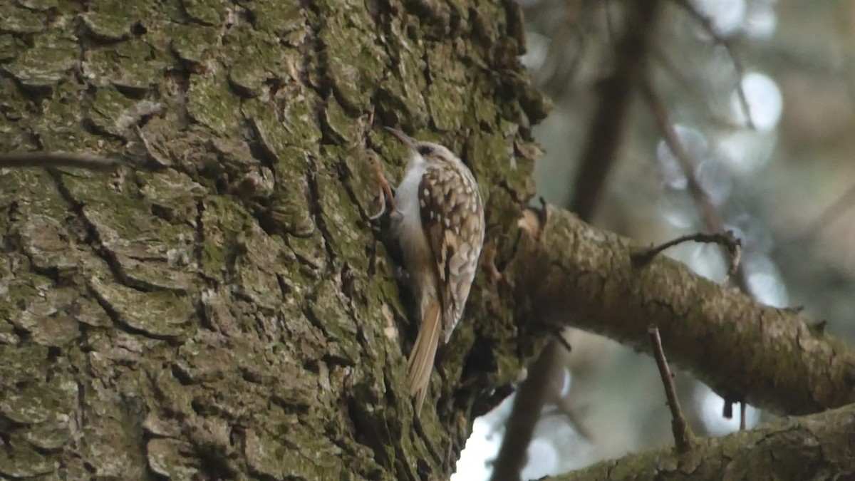 Eurasian Treecreeper - Михаило Тепавчевић