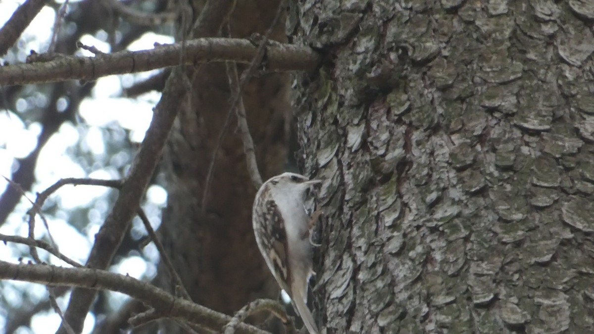 Eurasian Treecreeper - ML619612141