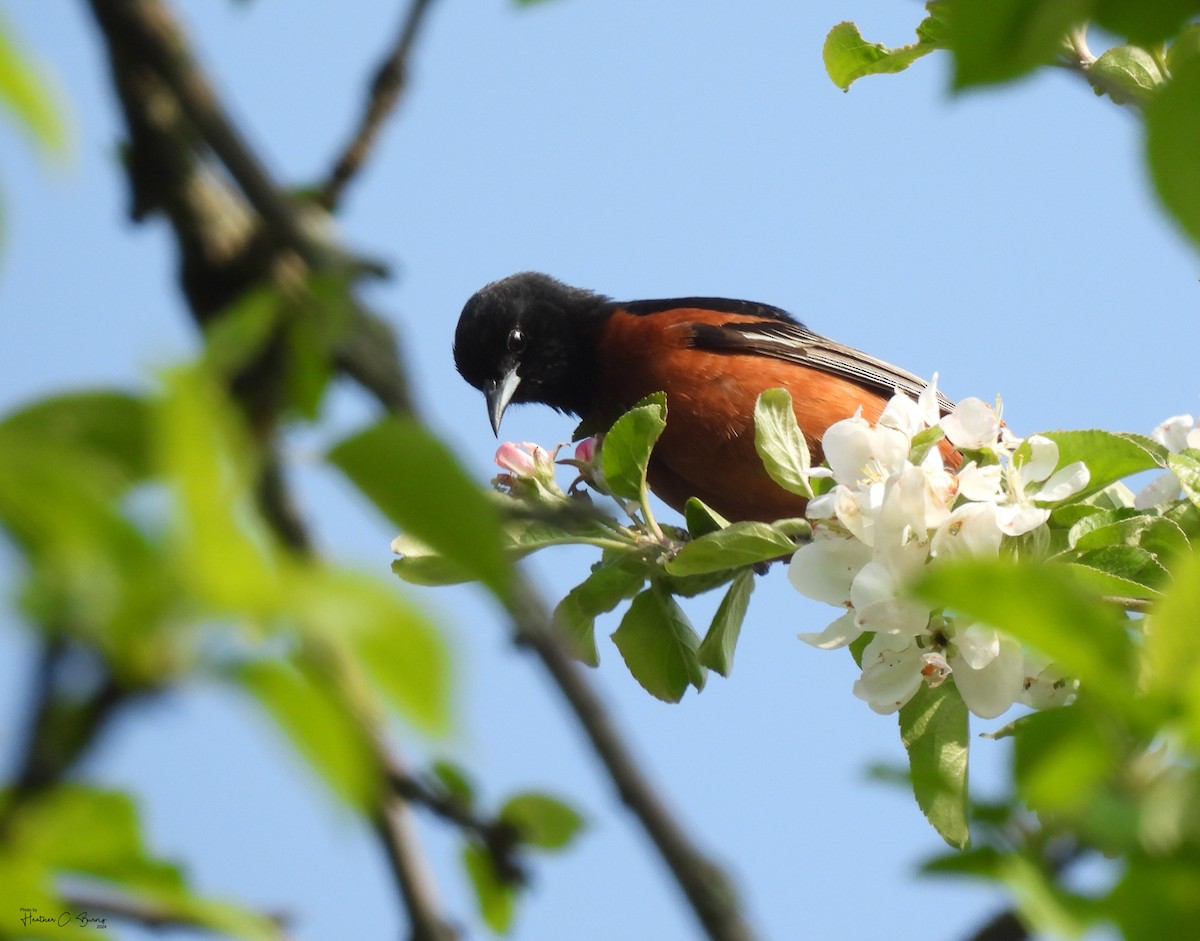 Orchard Oriole - ML619612142
