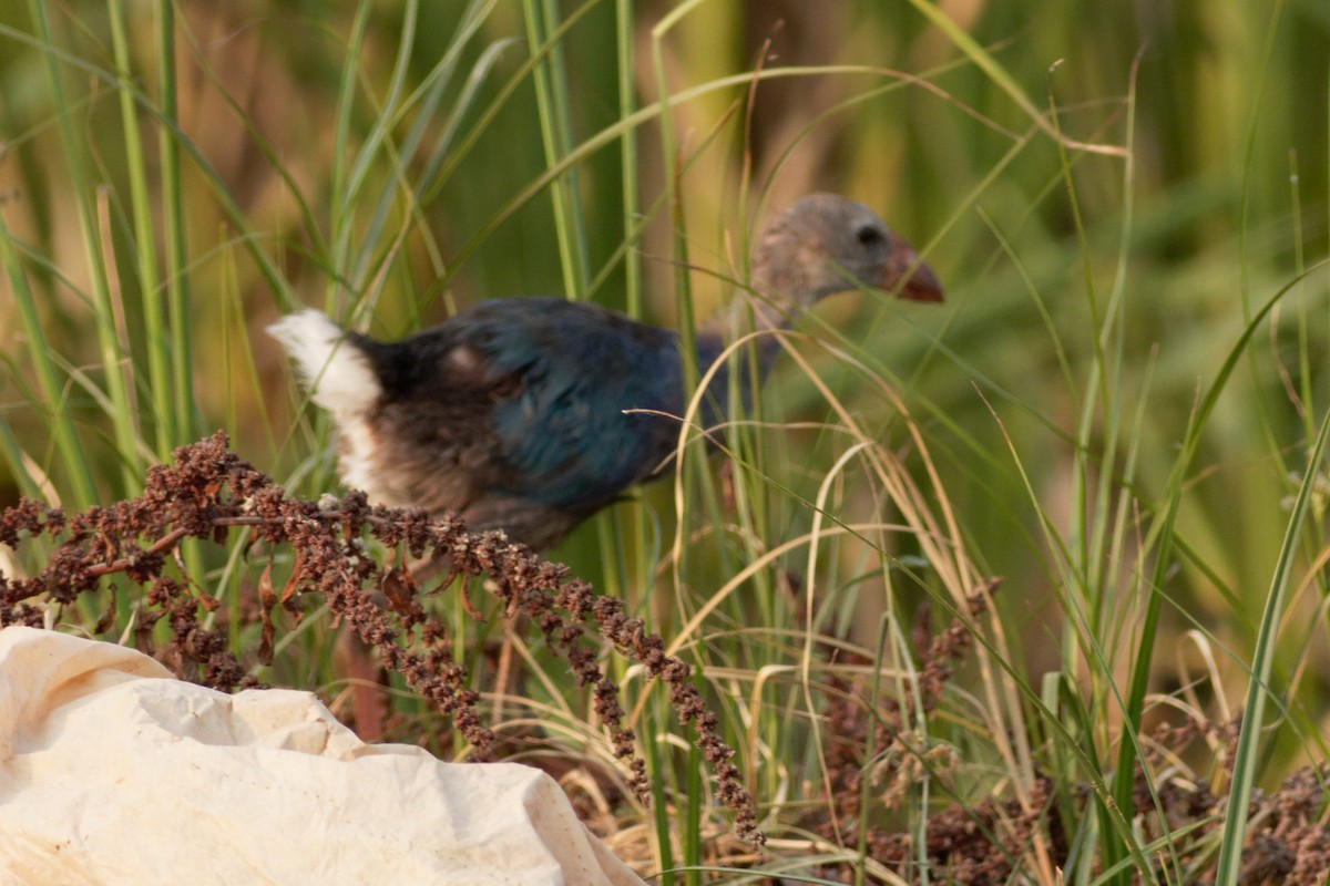 Gray-headed Swamphen - Able Lawrence
