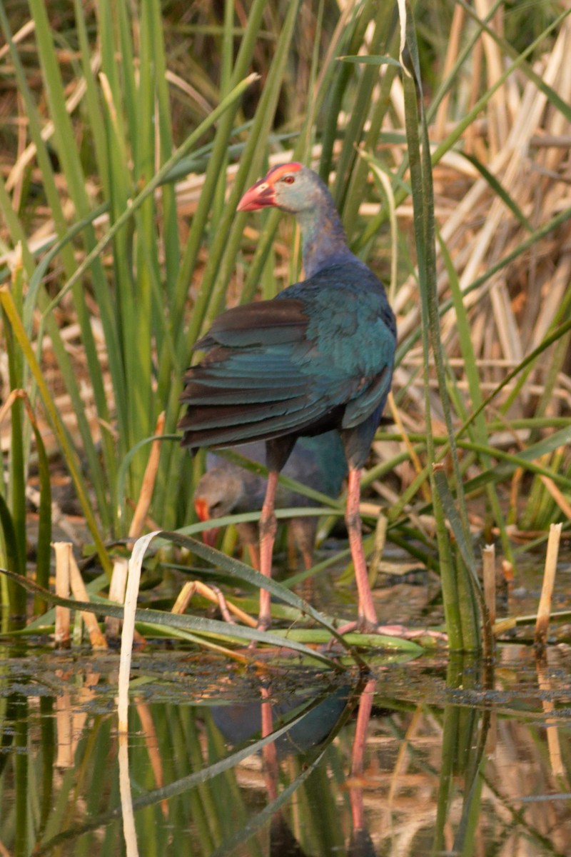 Gray-headed Swamphen - Able Lawrence