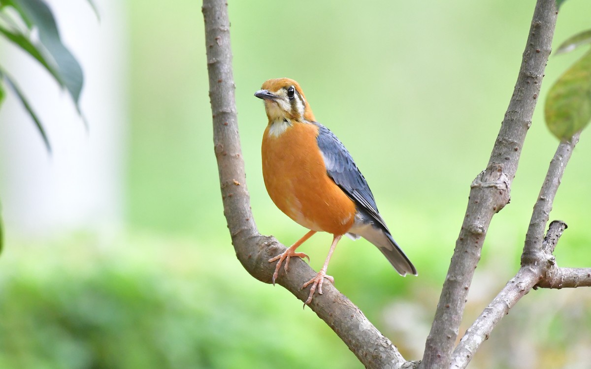 Orange-headed Thrush - ML619612146