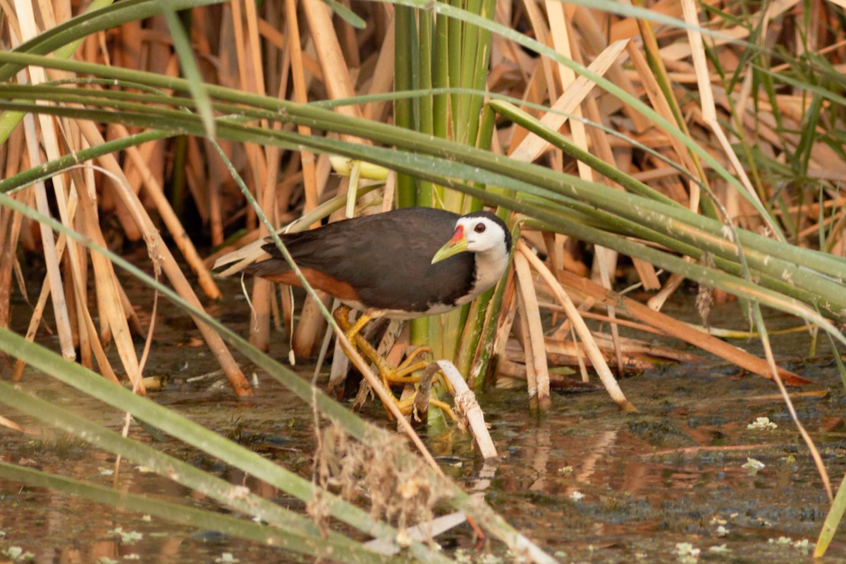 White-breasted Waterhen - Able Lawrence