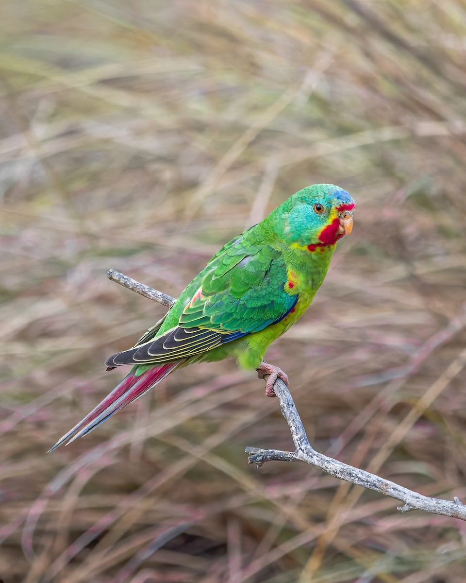 Swift Parrot - Ben Johns