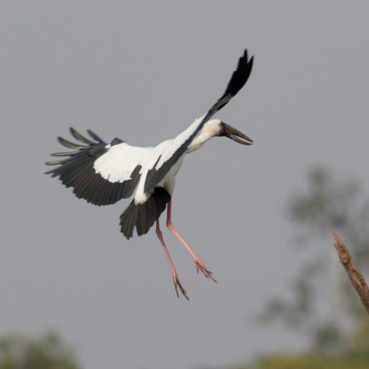 Asian Openbill - Able Lawrence