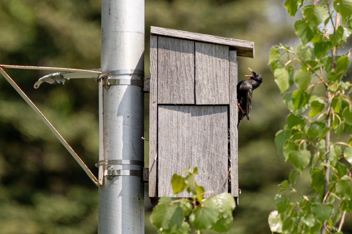 European Starling - Michèle Delisle