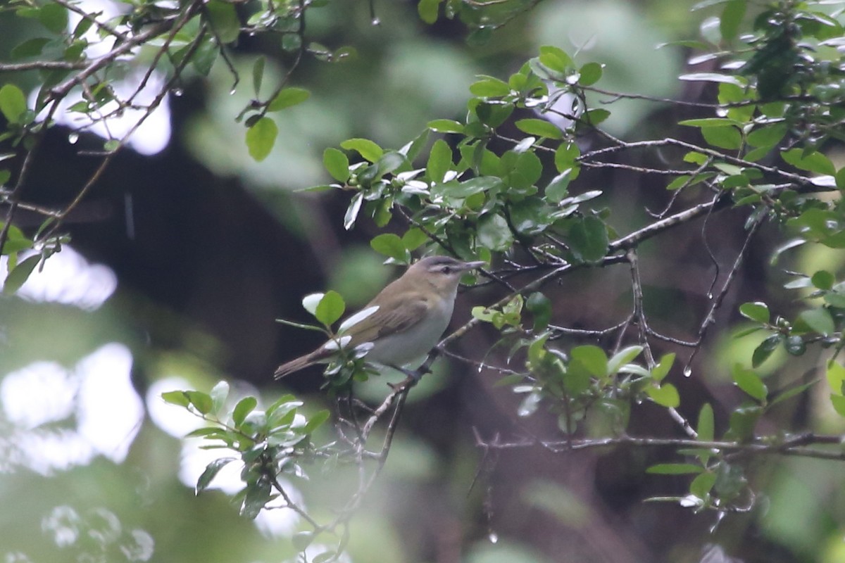 Red-eyed Vireo - Greg Page