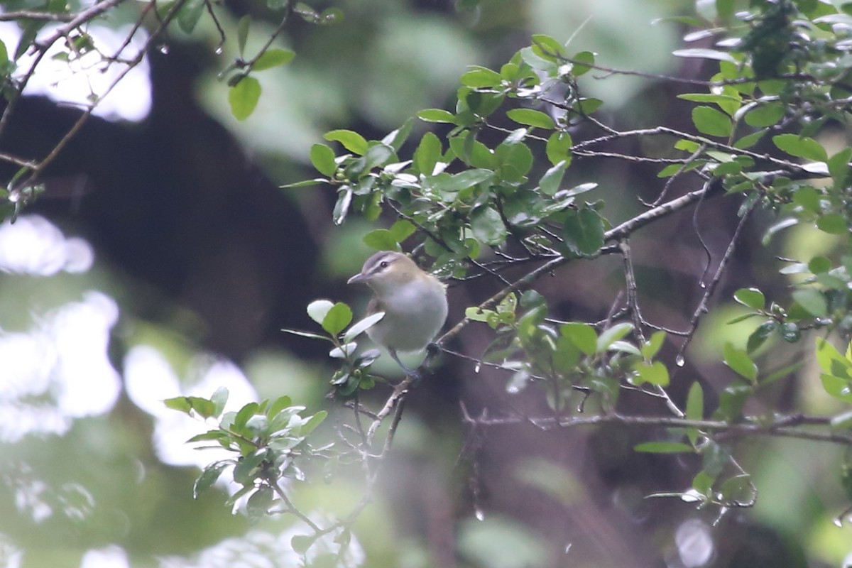 Red-eyed Vireo - Greg Page