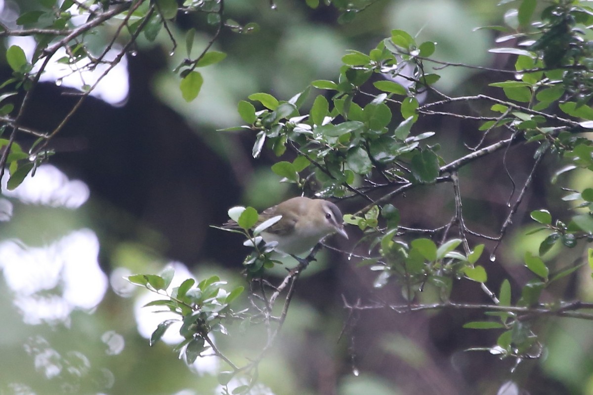 Red-eyed Vireo - Greg Page