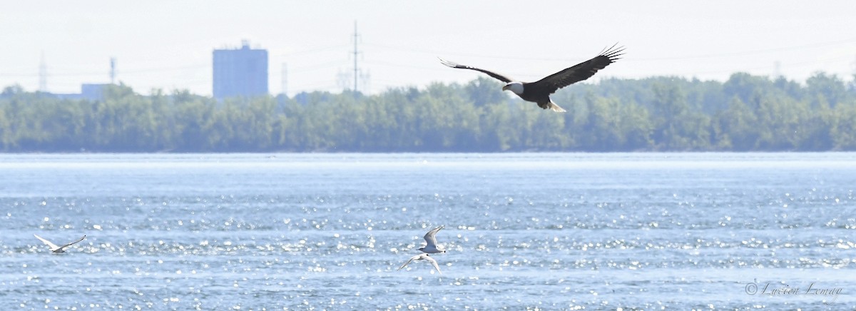 Bald Eagle - Lucien Lemay