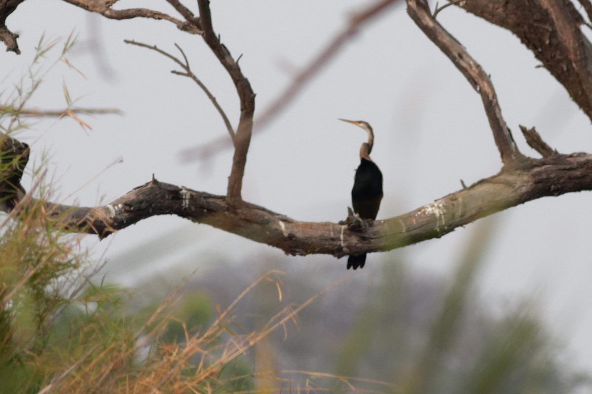 Oriental Darter - Able Lawrence