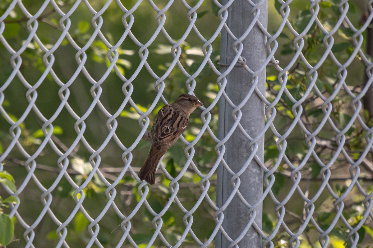 House Sparrow - Michèle Delisle