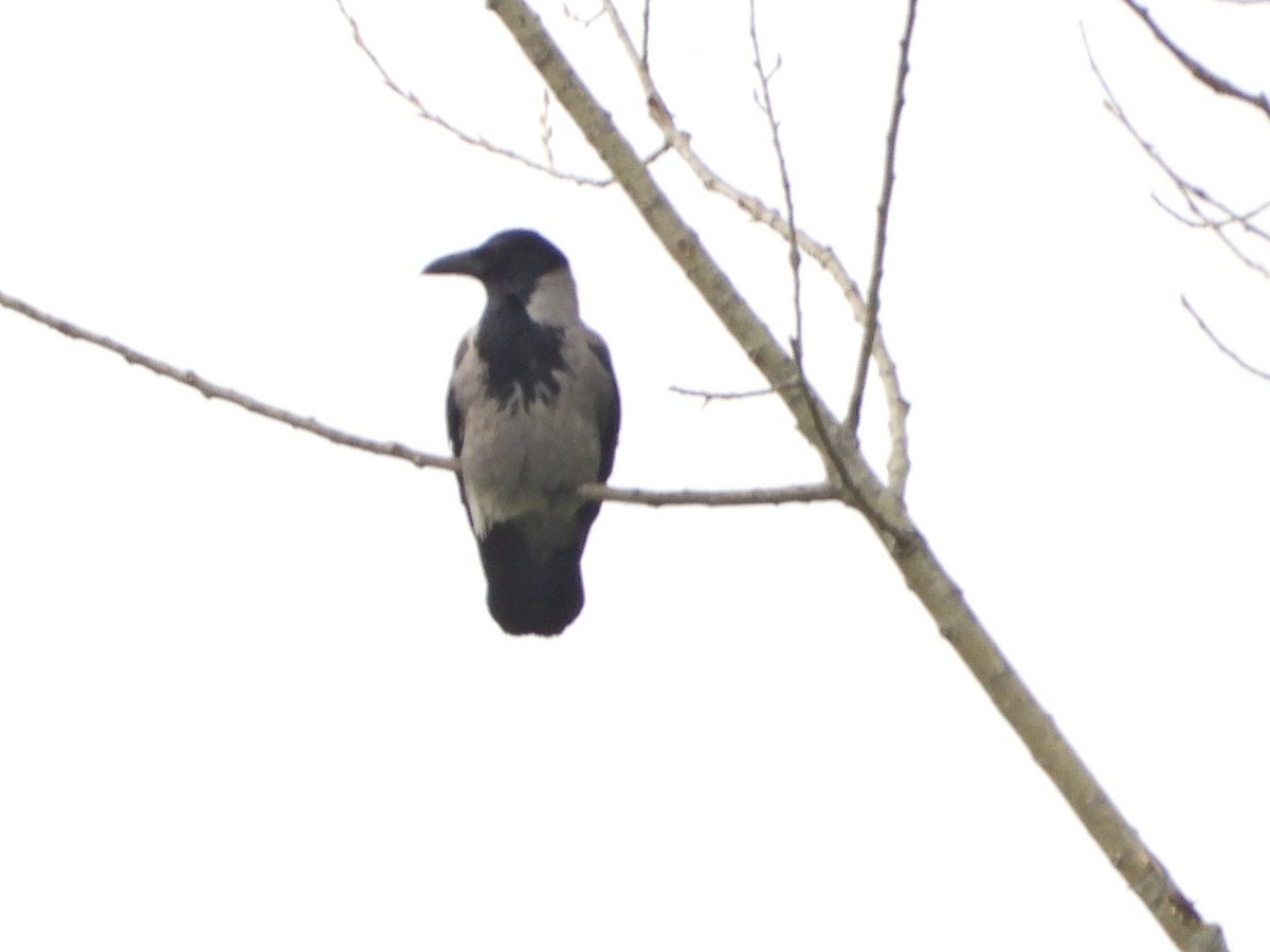 Hooded Crow - Ivan V