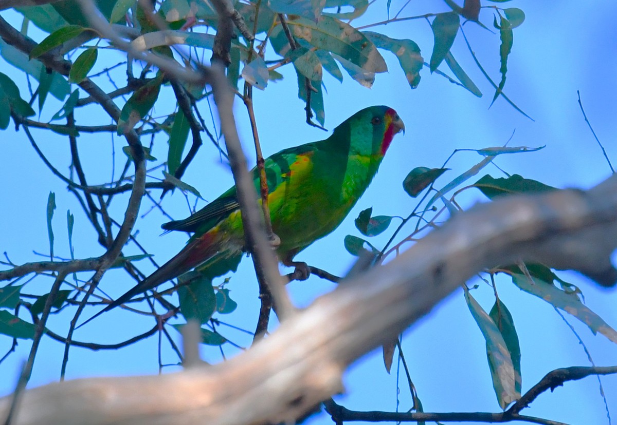 Swift Parrot - Ron Sawyer