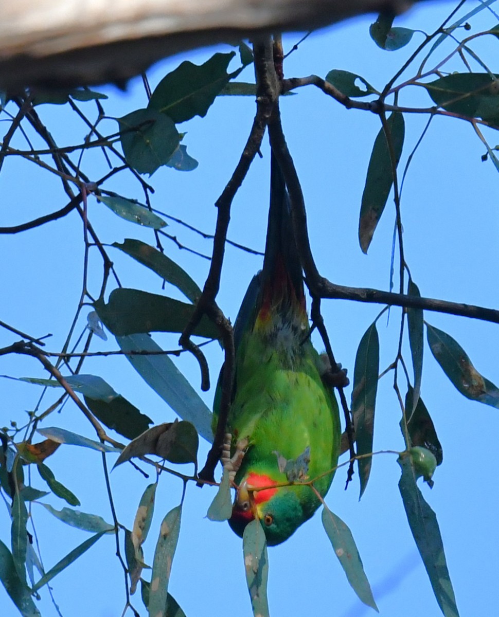 Swift Parrot - Ron Sawyer