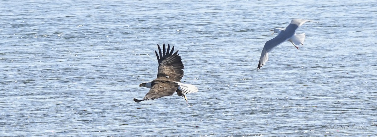 Bald Eagle - Lucien Lemay