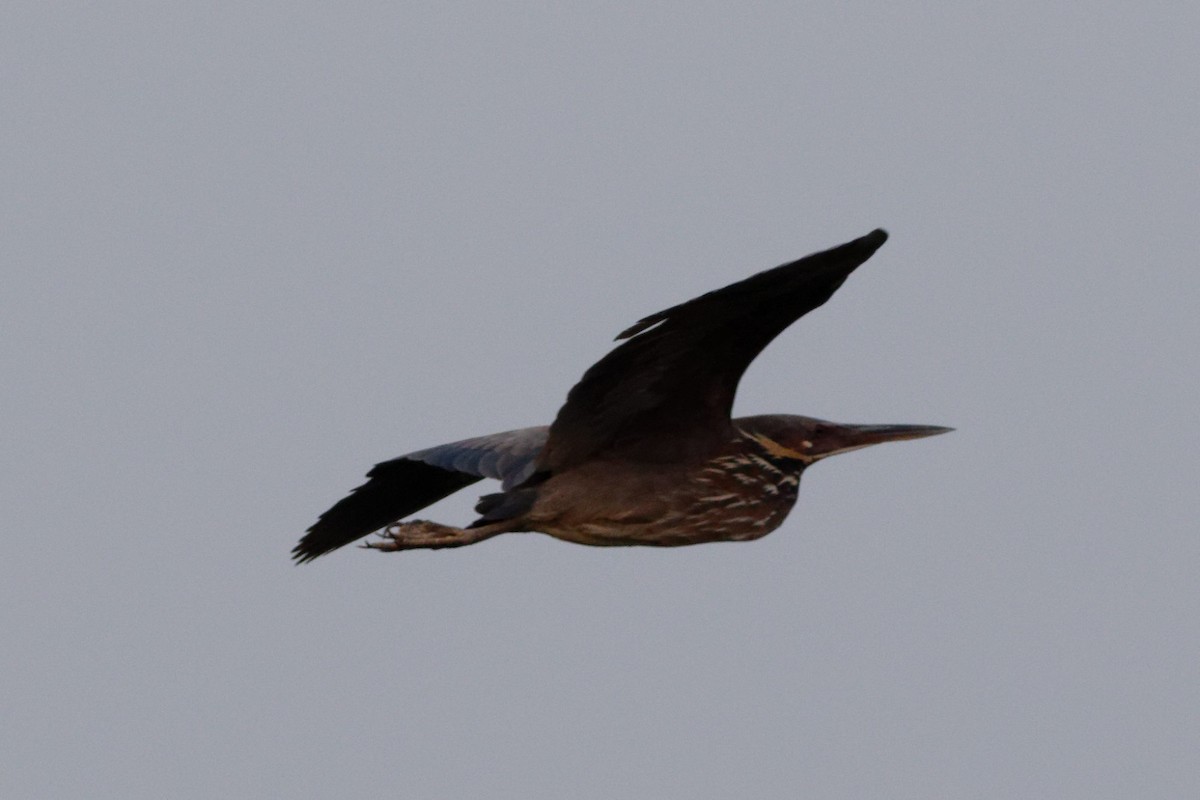 Black Bittern - Able Lawrence