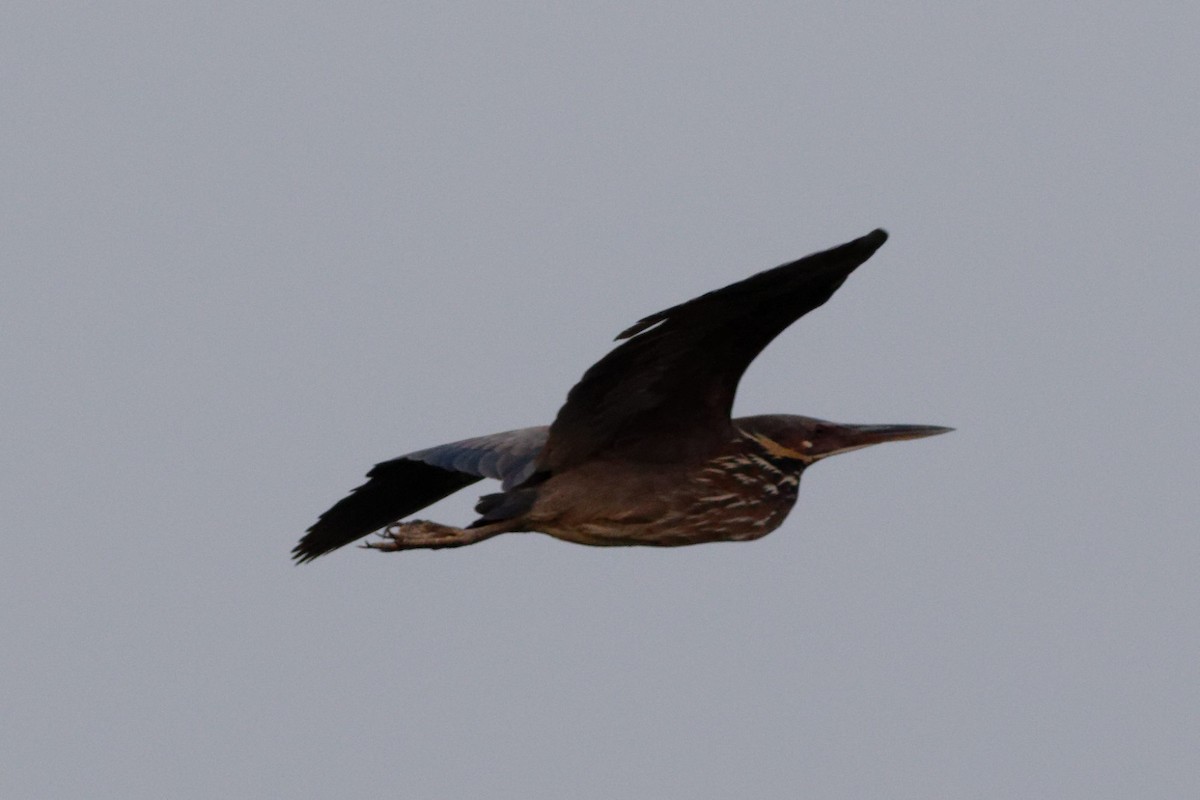 Black Bittern - ML619612191