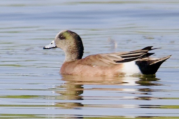 American Wigeon - Robert Snider