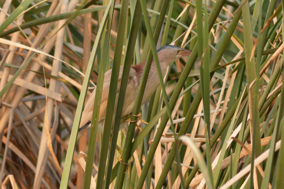 Yellow Bittern - Able Lawrence