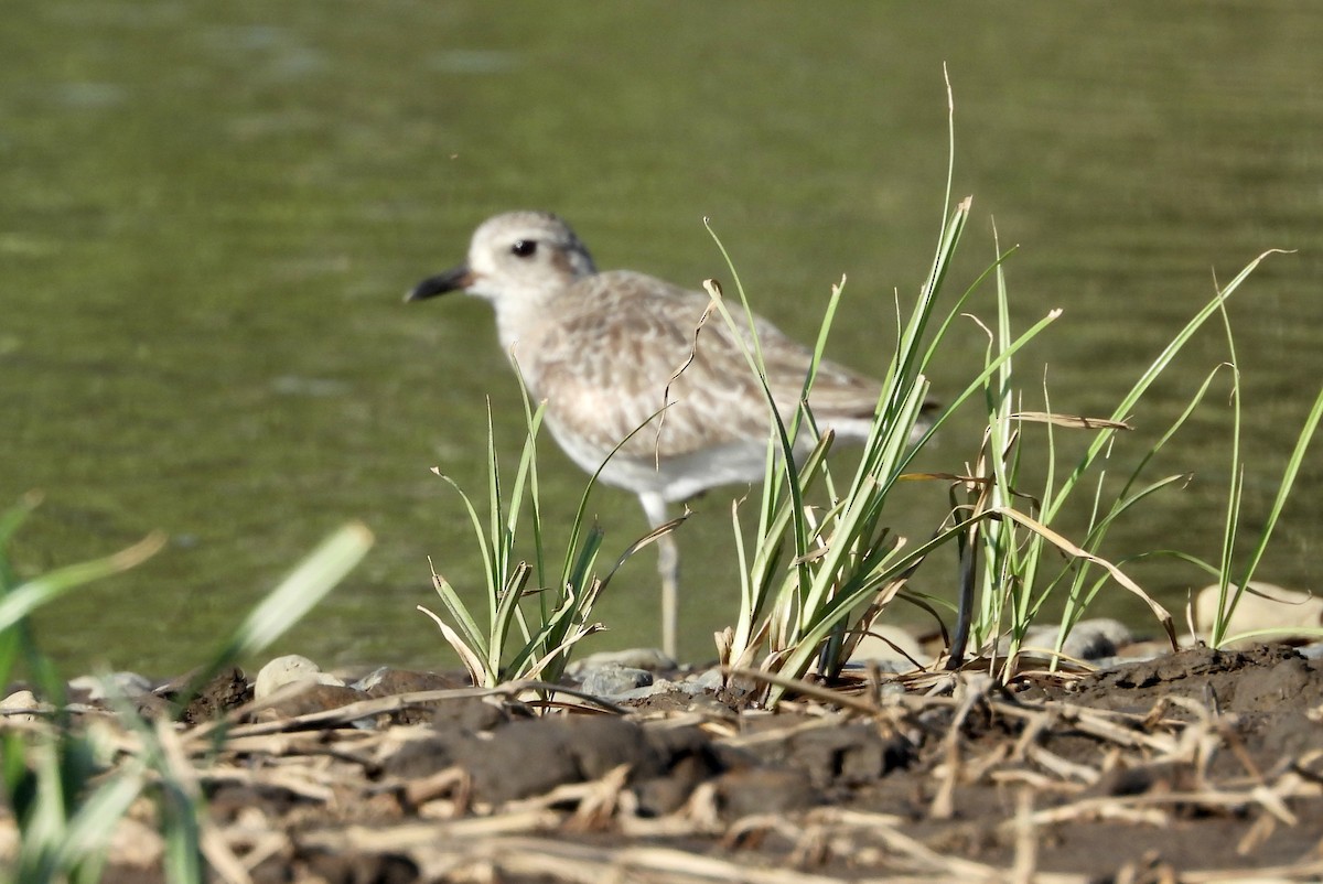 Wilson's Plover - Susan Thome-Barrett