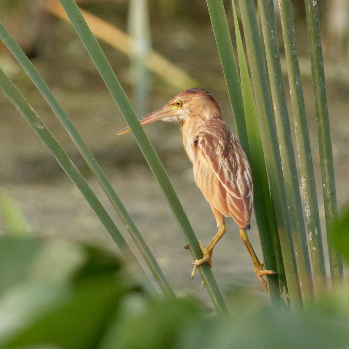 Yellow Bittern - Able Lawrence