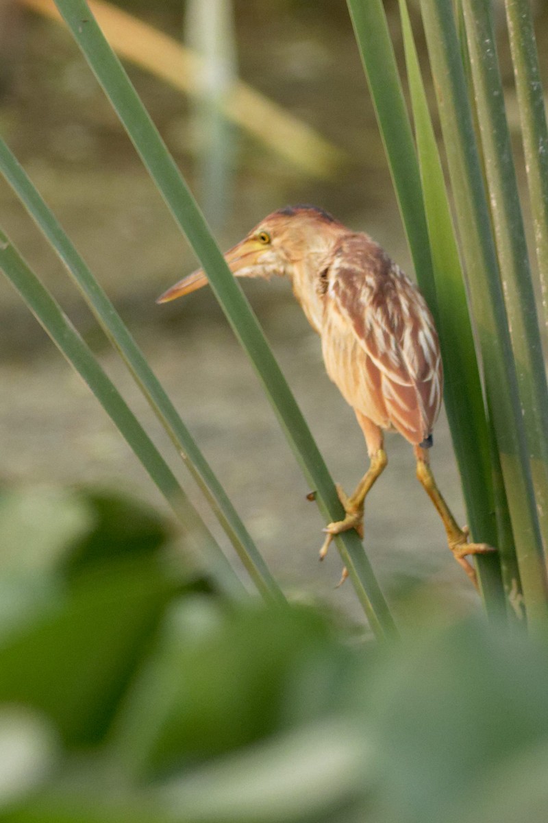 Yellow Bittern - Able Lawrence