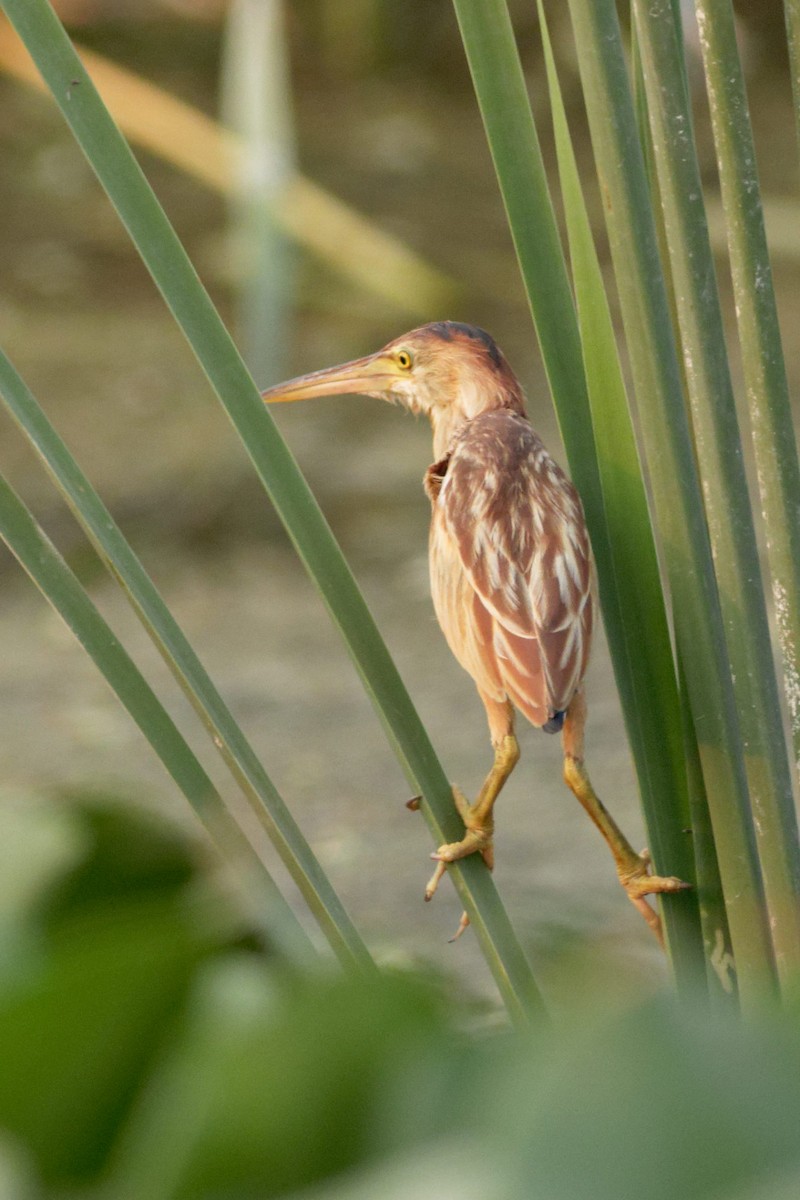 Yellow Bittern - Able Lawrence