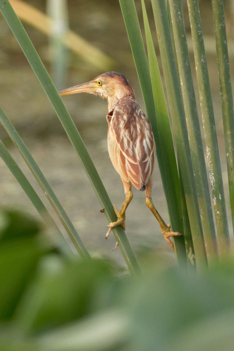 Yellow Bittern - Able Lawrence