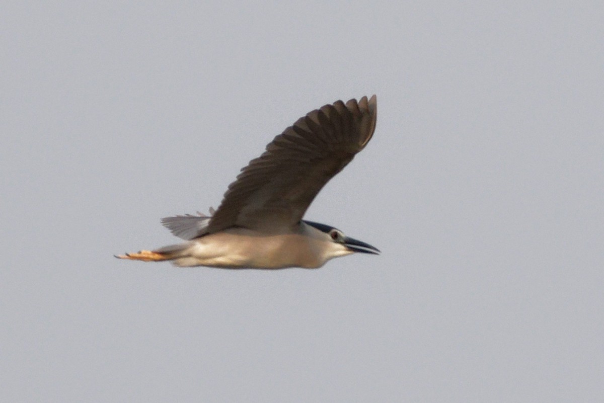 Black-crowned Night Heron - Able Lawrence